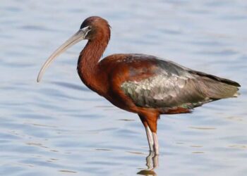 Parco Regionale dell’Oglio Sud, il mignattaio è tornato