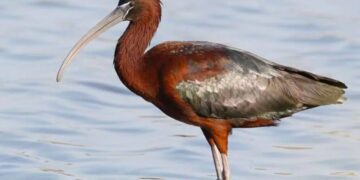 Parco Regionale dell’Oglio Sud, il mignattaio è tornato