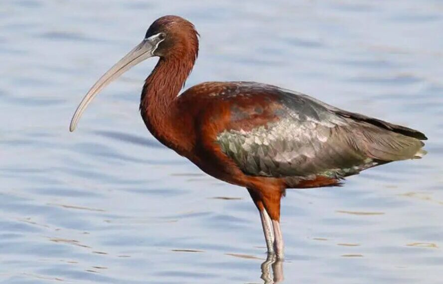 Parco Regionale dell’Oglio Sud, il mignattaio è tornato