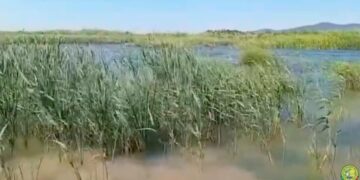 Laghi da caccia: è il momento delle nidificazioni per le folaghe – VIDEO