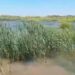 Laghi da caccia: è il momento delle nidificazioni per le folaghe – VIDEO