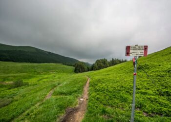 Peste suina, al via il piano di controllo del cinghiale nel Parco del Corno alle Scale