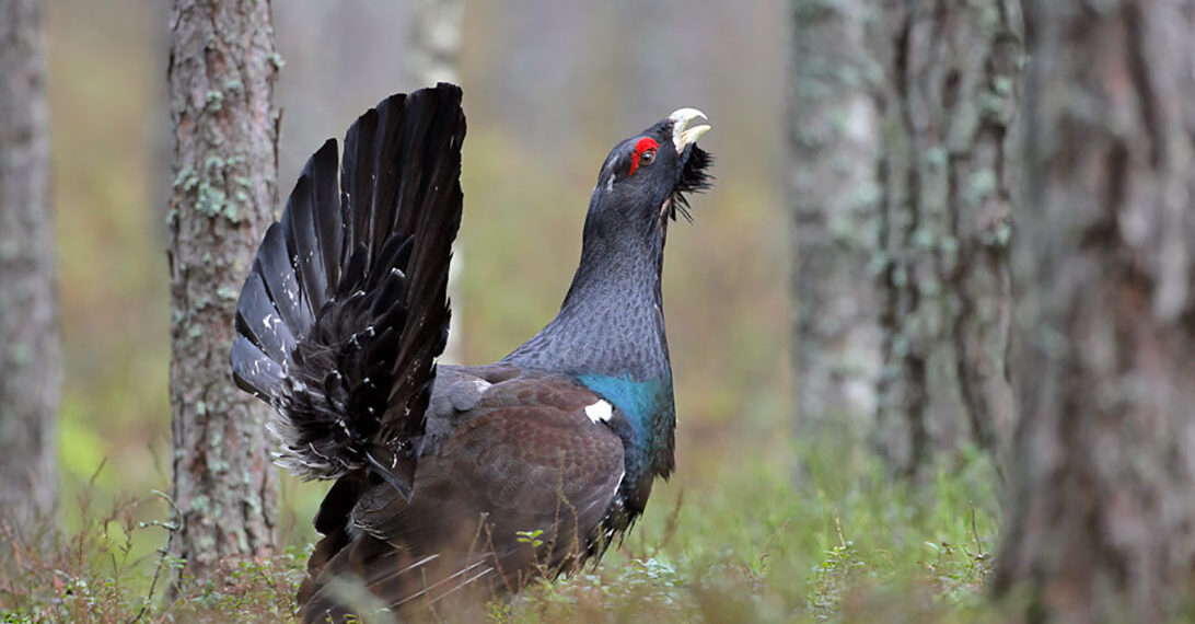 Turista inseguito e beccato da un gallo cedrone in Val di Fassa