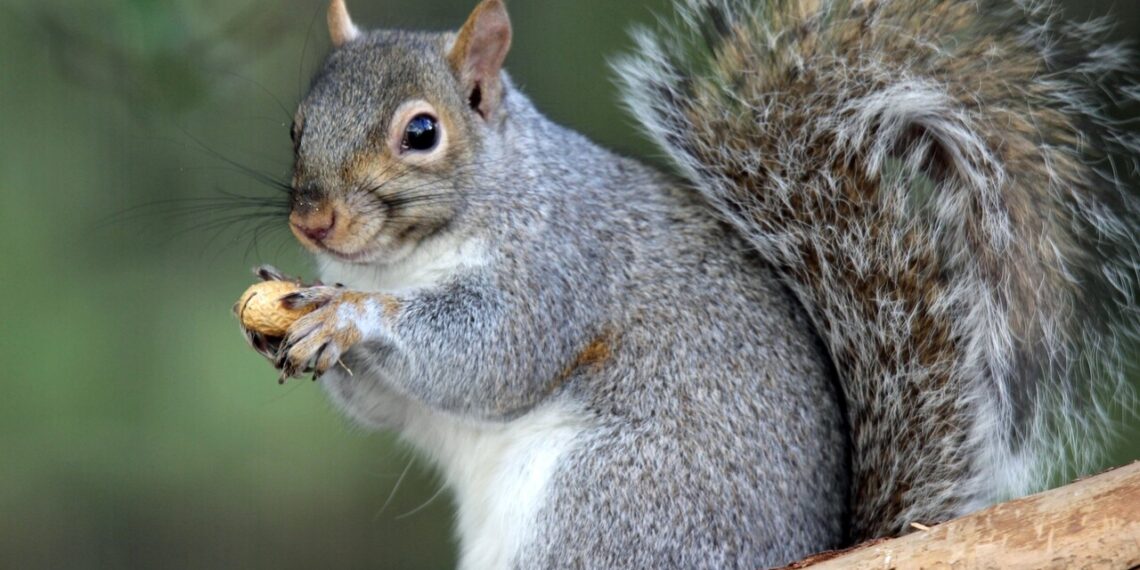 La Regione Lombardia promuove un corso per contenere ibis sacri e scoiattoli