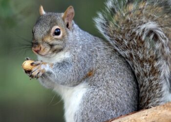 La Regione Lombardia promuove un corso per contenere ibis sacri e scoiattoli