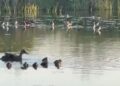 Laghi da caccia: in Umbria è il momento delle schiuse – VIDEO