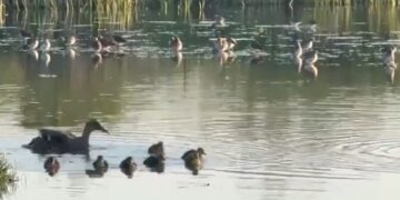 Laghi da caccia: in Umbria è il momento delle schiuse – VIDEO