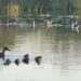 Laghi da caccia: in Umbria è il momento delle schiuse – VIDEO