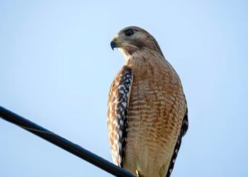 Monitoraggio del falco pecchiaiolo nel Parco del Beigua: oltre 3mila soggetti rilevati