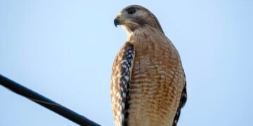 Monitoraggio del falco pecchiaiolo nel Parco del Beigua: oltre 3mila soggetti rilevati