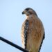 Monitoraggio del falco pecchiaiolo nel Parco del Beigua: oltre 3mila soggetti rilevati