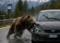 Trentino, orso invade la carreggiata e viene urtato da un’auto