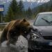 Trentino, orso invade la carreggiata e viene urtato da un’auto