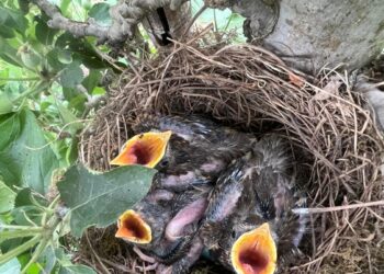 In Alto Adige è stata fermata una banda di ladri che rubavano nidi di uccelli