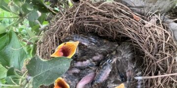 In Alto Adige è stata fermata una banda di ladri che rubavano nidi di uccelli