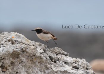 Dopo 10 anni la monachella codirossa torna in Europa: è stata avvistata in Puglia