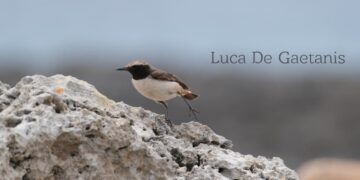 Dopo 10 anni la monachella codirossa torna in Europa: è stata avvistata in Puglia