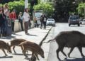 Peste suina, a Genova i casi di cinghiali positivi hanno raggiunto quota 300
