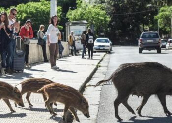 Peste suina, a Genova i casi di cinghiali positivi hanno raggiunto quota 300