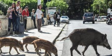 Peste suina, a Genova i casi di cinghiali positivi hanno raggiunto quota 300
