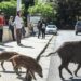 Peste suina, a Genova i casi di cinghiali positivi hanno raggiunto quota 300