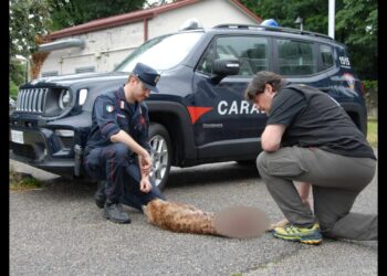 Lince investita e uccisa in autostrada: è la prima volta in Italia