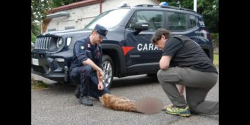 Lince investita e uccisa in autostrada: è la prima volta in Italia