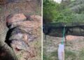 Emergenza ungulati in Irpinia: oltre 60 abbattimenti in un mese e mezzo