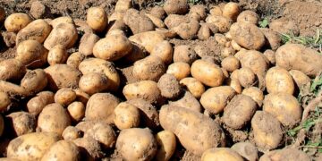 I cinghiali stanno mettendo a serio rischio la patata della Sila IGP