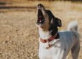 Anche le minacce al cane del vicino possono costare la licenza di caccia