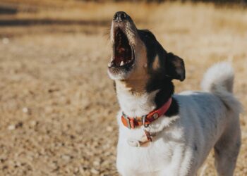 Anche le minacce al cane del vicino possono costare la licenza di caccia