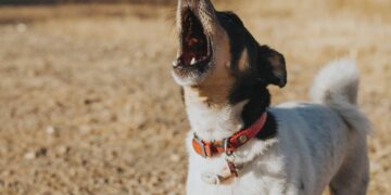 Anche le minacce al cane del vicino possono costare la licenza di caccia