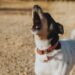 Anche le minacce al cane del vicino possono costare la licenza di caccia