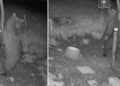 Orso avvistato nel Vicentino, la Provincia invita a mantenere la calma