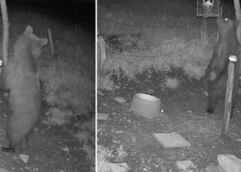 Orso avvistato nel Vicentino, la Provincia invita a mantenere la calma