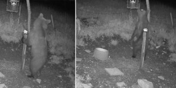 Orso avvistato nel Vicentino, la Provincia invita a mantenere la calma