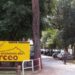 Troppi cinghiali nel Circeo: regione, enti parco e comuni uniti per il piano d’intervento