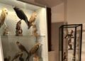 A Serrapetrona (Macerata) è stata inaugurata la “Mostra ornitologica e delle arti venatorie”