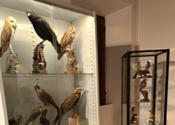 A Serrapetrona (Macerata) è stata inaugurata la “Mostra ornitologica e delle arti venatorie”