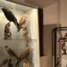A Serrapetrona (Macerata) è stata inaugurata la “Mostra ornitologica e delle arti venatorie”