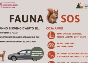 La Provincia di Bolzano si affida ai cacciatori per la campagna in favore dei selvatici feriti e abbandonati