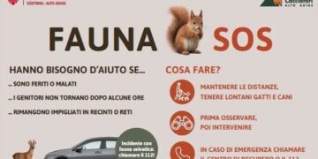 La Provincia di Bolzano si affida ai cacciatori per la campagna in favore dei selvatici feriti e abbandonati