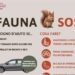 La Provincia di Bolzano si affida ai cacciatori per la campagna in favore dei selvatici feriti e abbandonati