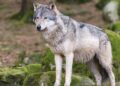 Bimba azzannata da un lupo, multe fino a 500 euro a chi lascerà cibo e scarti alimentari