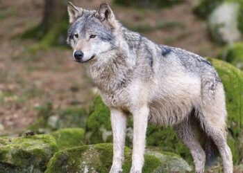 Bimba azzannata da un lupo, multe fino a 500 euro a chi lascerà cibo e scarti alimentari