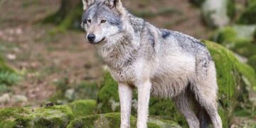 Bimba azzannata da un lupo, multe fino a 500 euro a chi lascerà cibo e scarti alimentari