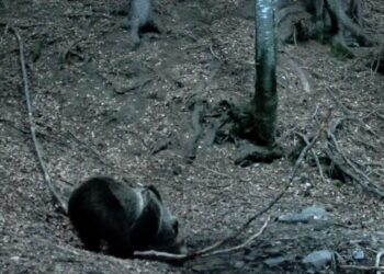 L’orso bruno torna sulle Orobie: avvistamento in Alta Valle Seriana