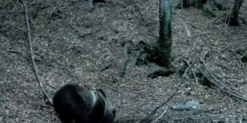 L’orso bruno torna sulle Orobie: avvistamento in Alta Valle Seriana
