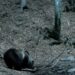 L’orso bruno torna sulle Orobie: avvistamento in Alta Valle Seriana