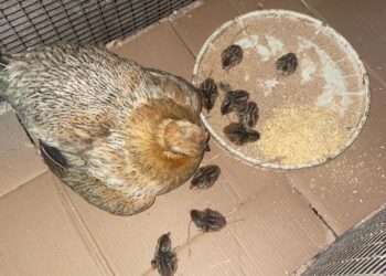 I cacciatori salvano dalla distruzione un nido di starna